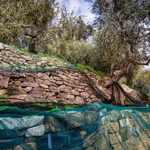 classifica olio extravergine 2018 | olive in salamoia ricetta della nonna